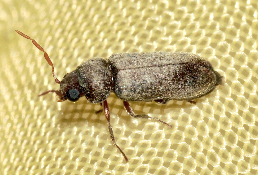 Anobiidae: Oligomerus cfr. brunneus